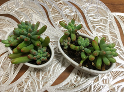 多肉植物.jpg