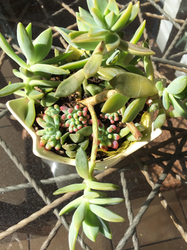 多肉植物.png